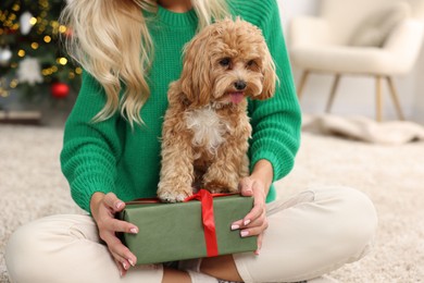 Woman with gift box and cute Maltipoo dog on rug indoors, closeup