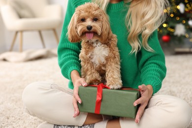 Woman with gift box and cute Maltipoo dog on rug indoors, closeup