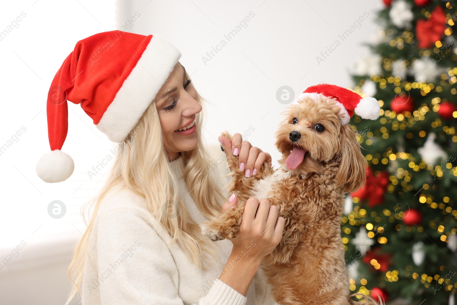 Photo of Woman with cute Maltipoo dog in room decorated for Christmas