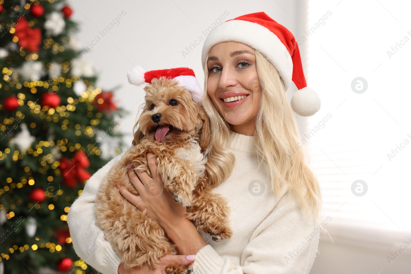 Photo of Woman with cute Maltipoo dog in room decorated for Christmas