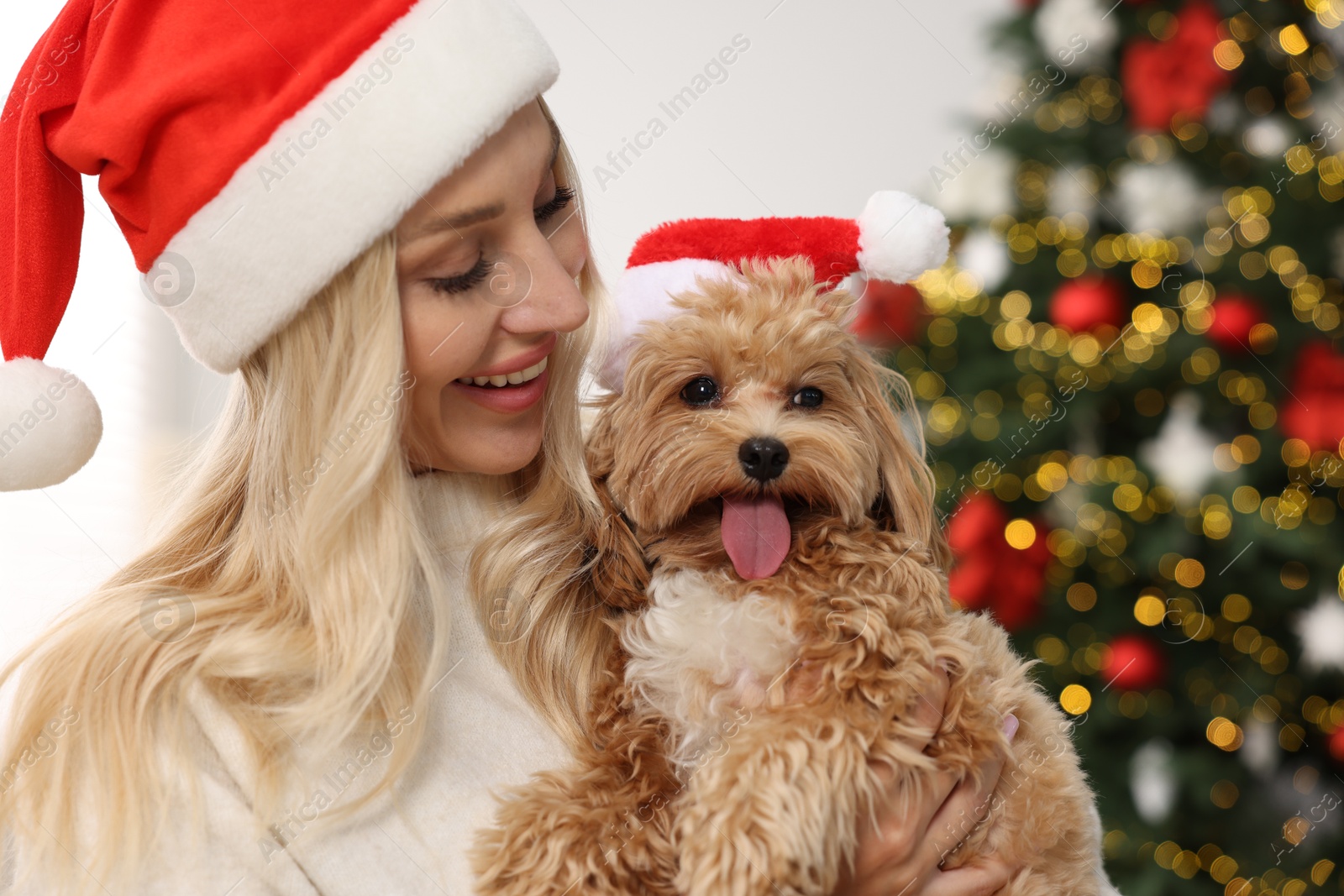 Photo of Woman with cute Maltipoo dog in room decorated for Christmas