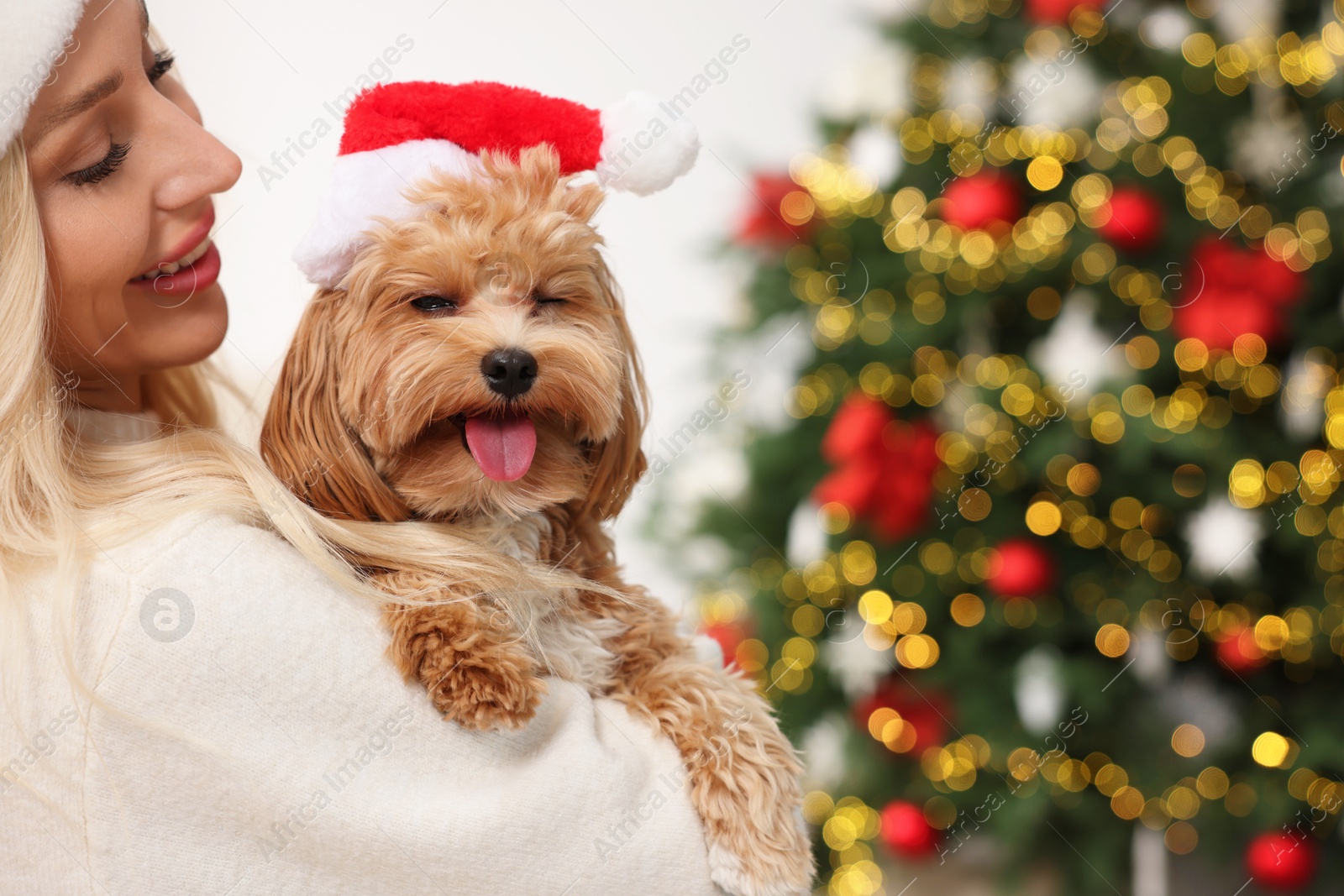 Photo of Woman with cute Maltipoo dog in room decorated for Christmas, space for text