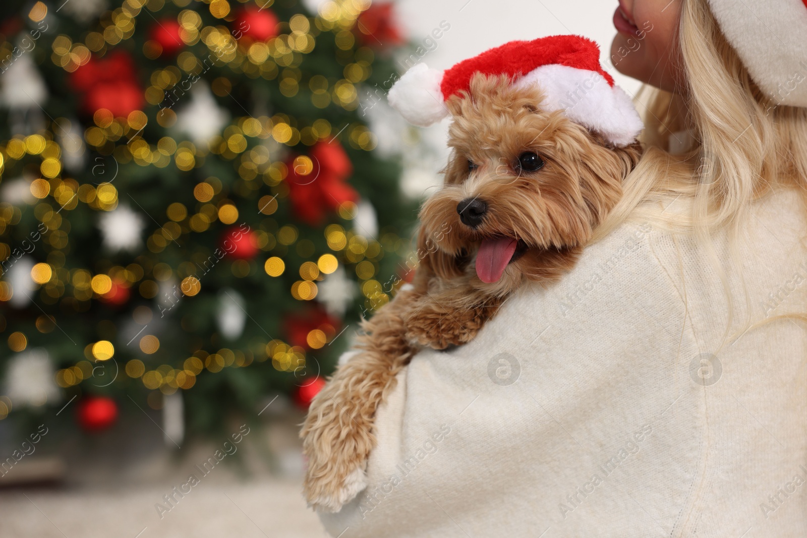 Photo of Woman with cute Maltipoo dog in room decorated for Christmas, closeup. Space for text