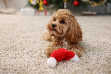 Photo of Cute Maltipoo dog with Santa hat on rug indoors, space for text