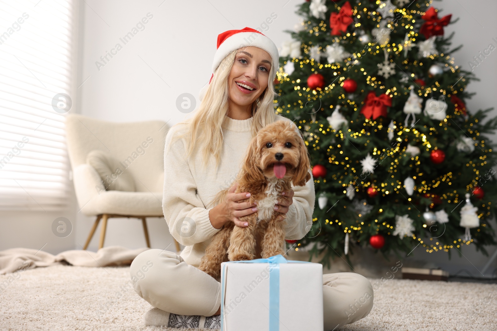 Photo of Woman with cute Maltipoo dog on rug in room decorated for Christmas