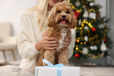 Woman with cute Maltipoo dog in room decorated for Christmas, closeup