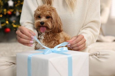 Photo of Woman opening Christmas gift and cute Maltipoo dog indoors, closeup