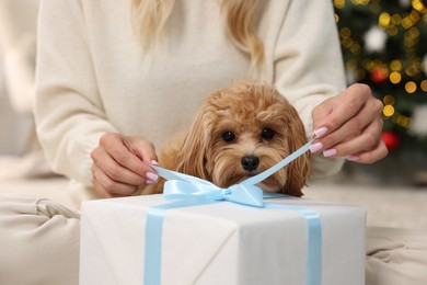 Photo of Woman opening Christmas gift and cute Maltipoo dog indoors, closeup