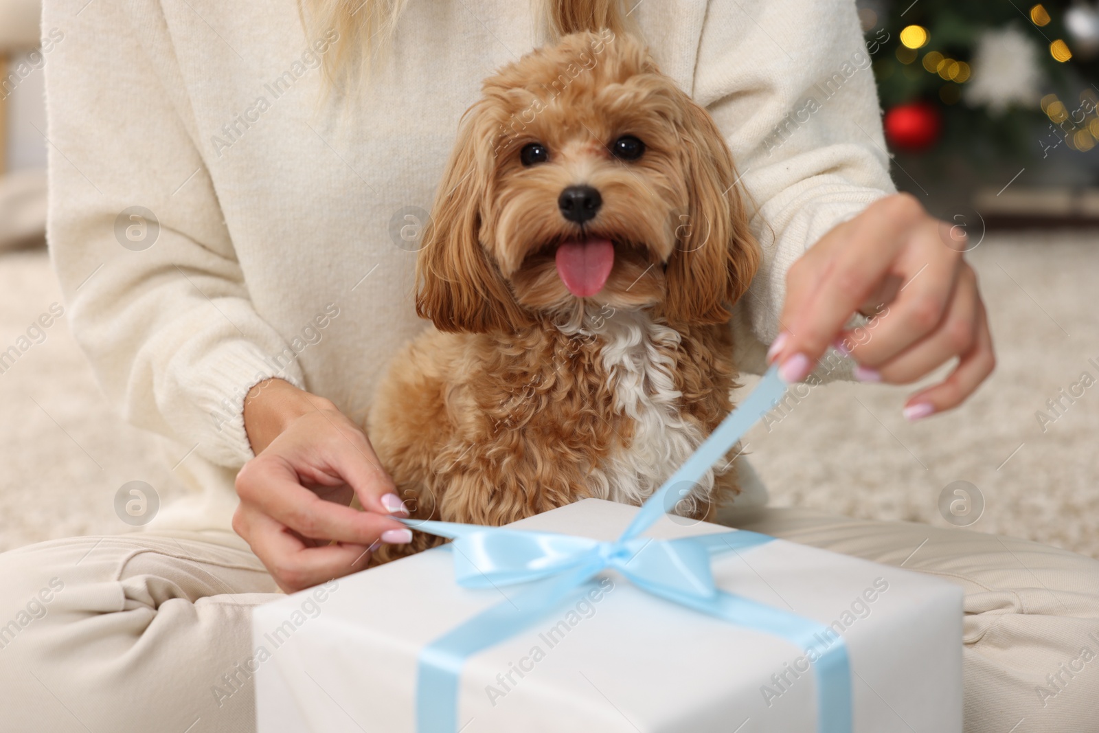 Photo of Woman opening Christmas gift and cute Maltipoo dog indoors, closeup