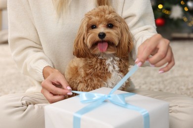 Woman opening Christmas gift and cute Maltipoo dog indoors, closeup