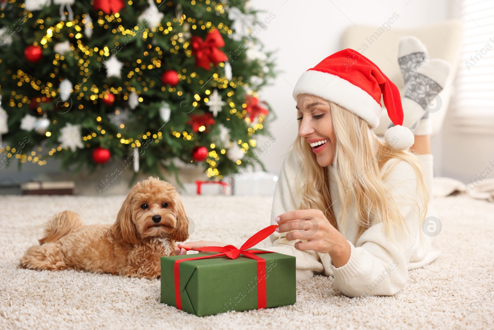 Photo of Woman opening Christmas gift and cute Maltipoo dog on rug indoors