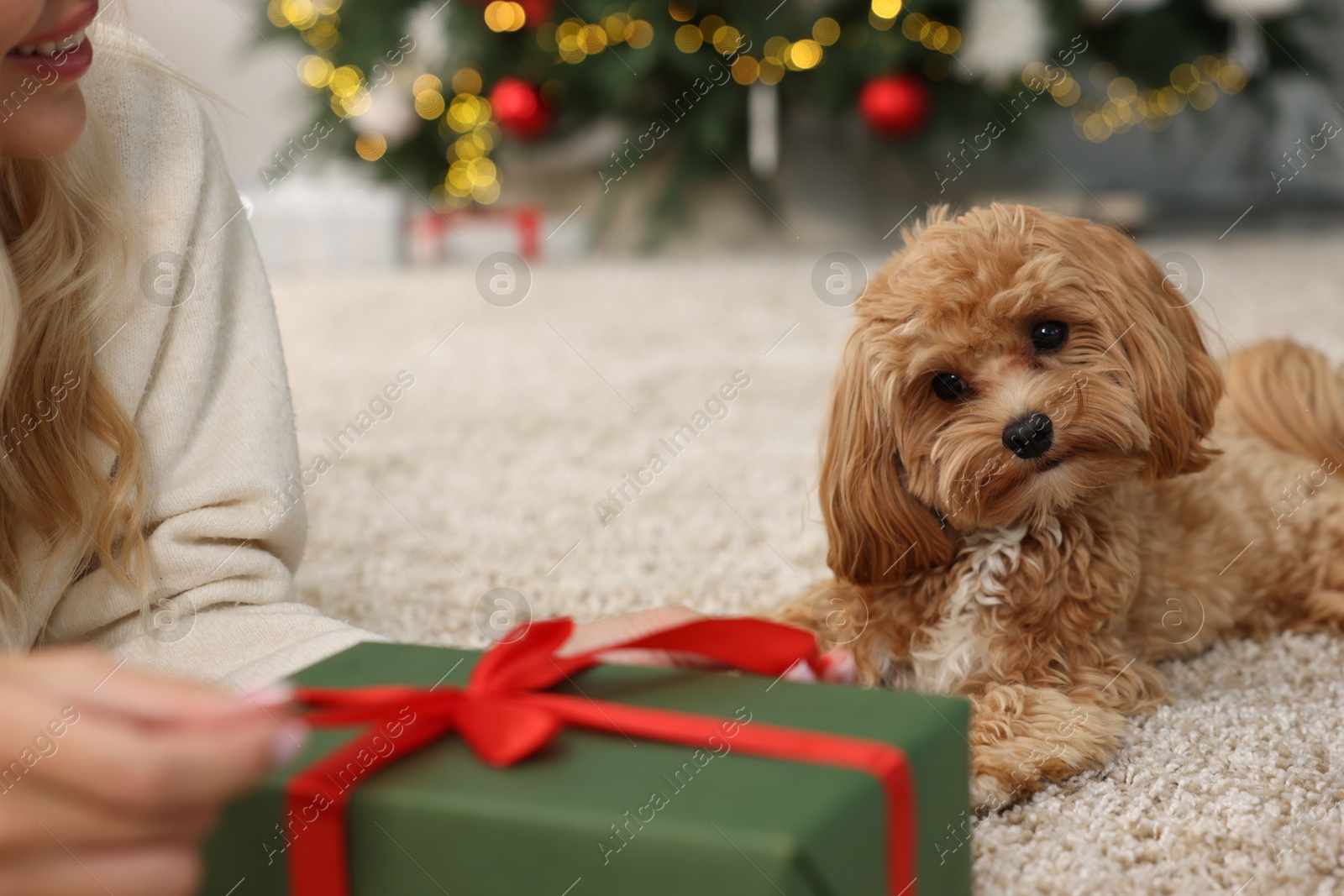 Photo of Woman opening Christmas gift and cute Maltipoo dog indoors, closeup