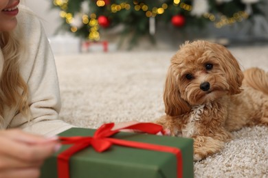 Woman opening Christmas gift and cute Maltipoo dog indoors, closeup