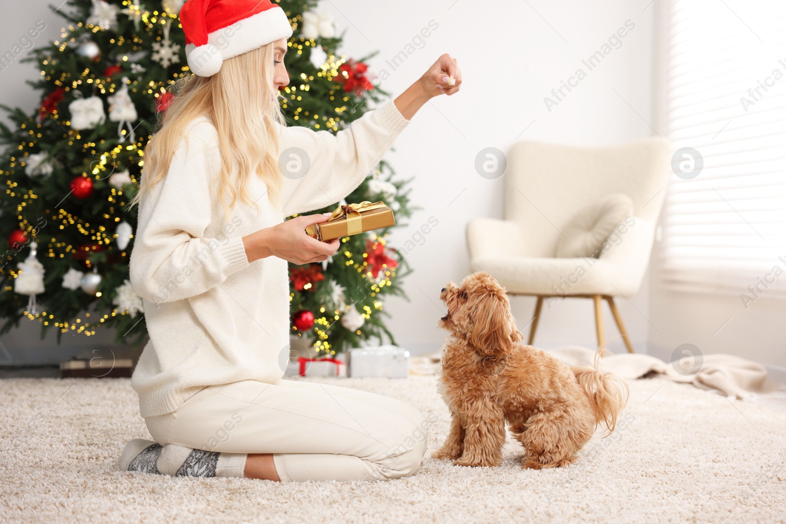 Photo of Woman with gift box and cute Maltipoo dog in room decorated for Christmas