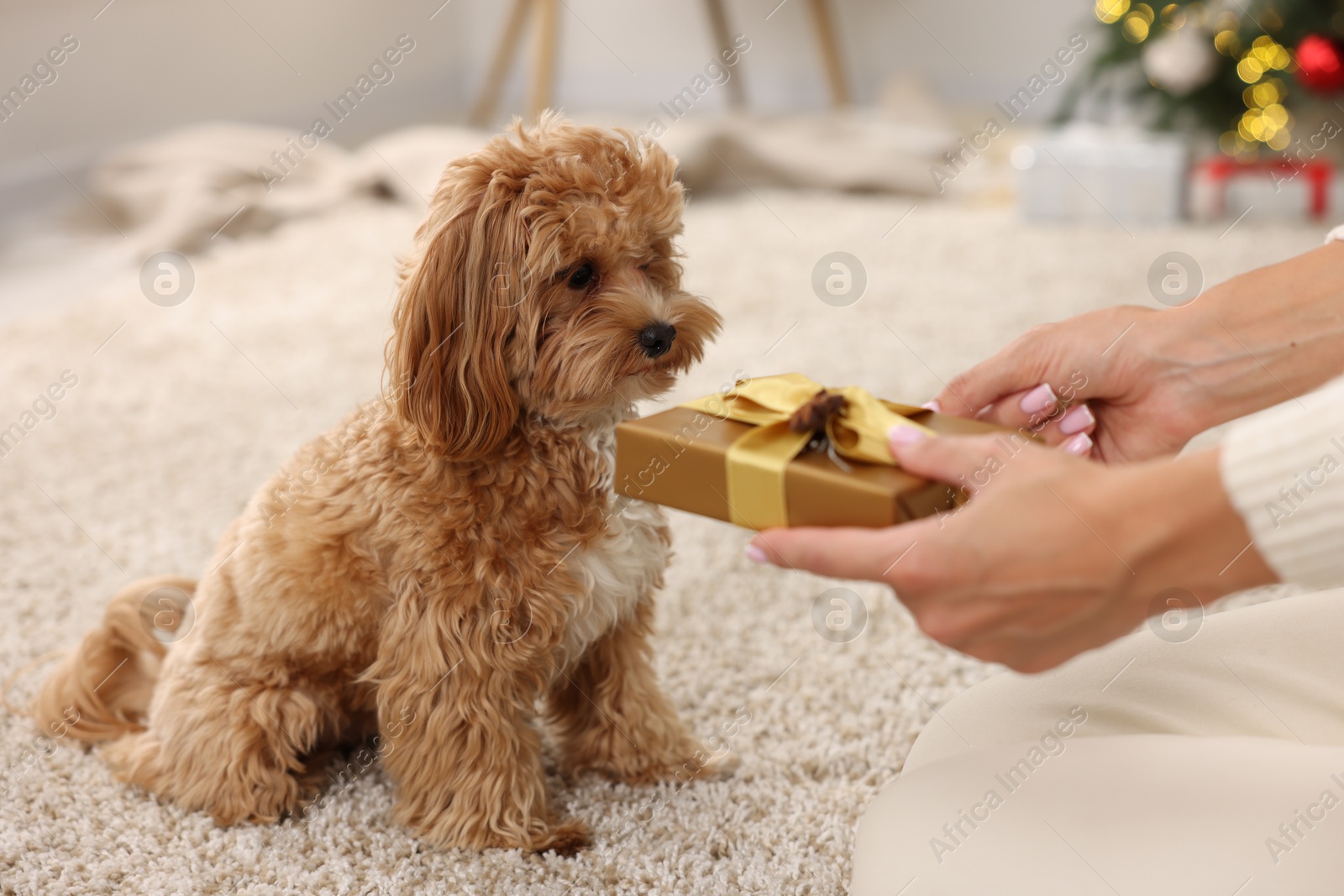 Photo of Woman with gift box and cute Maltipoo dog at home, closeup