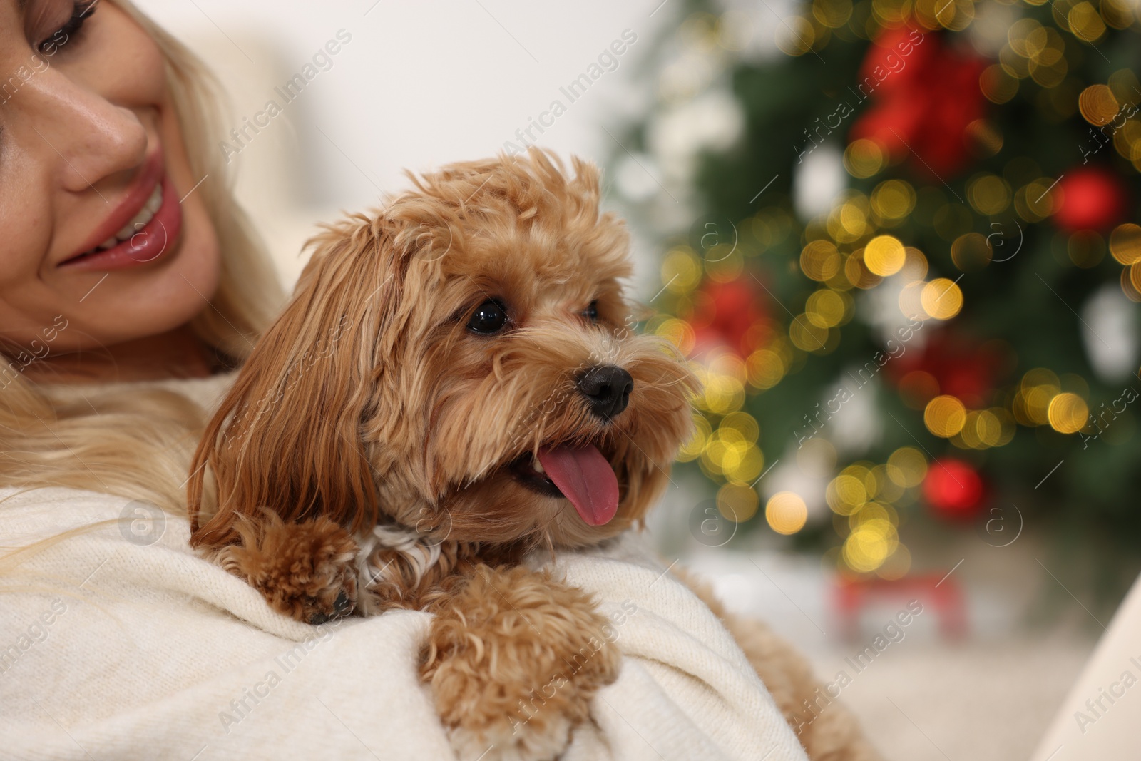 Photo of Woman with cute Maltipoo dog in room decorated for Christmas, closeup. Space for text