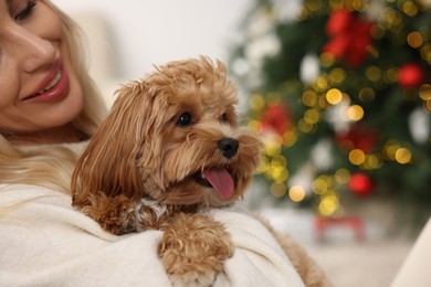 Woman with cute Maltipoo dog in room decorated for Christmas, closeup. Space for text