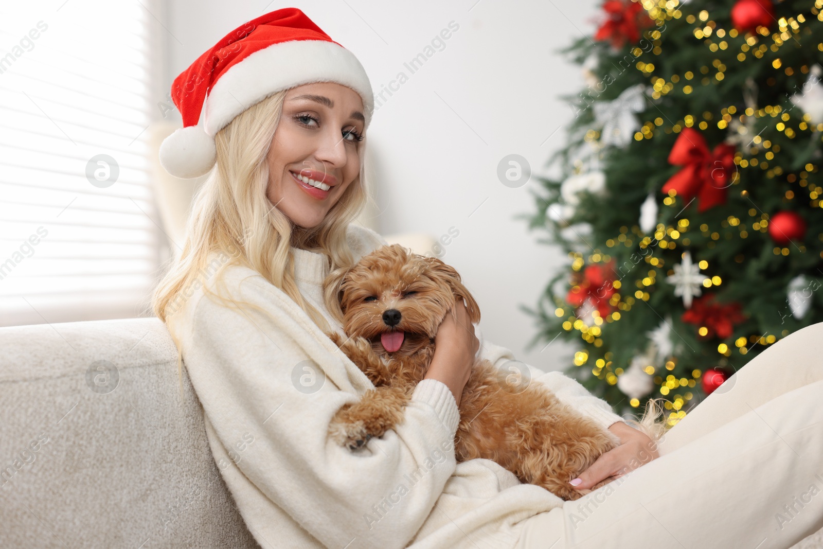 Photo of Woman with cute Maltipoo dog in room decorated for Christmas