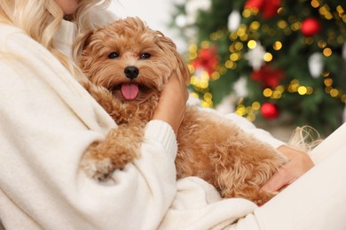 Photo of Woman with cute Maltipoo dog in room decorated for Christmas, closeup