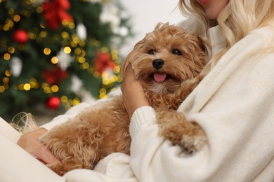 Photo of Woman with cute Maltipoo dog in room decorated for Christmas, closeup