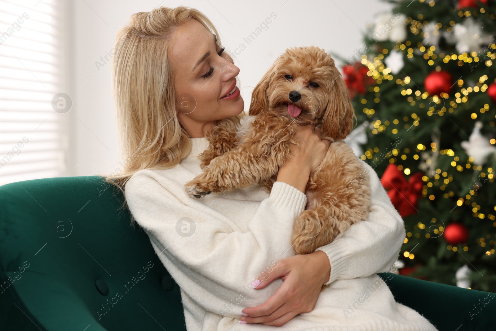 Photo of Woman with cute Maltipoo dog in room decorated for Christmas