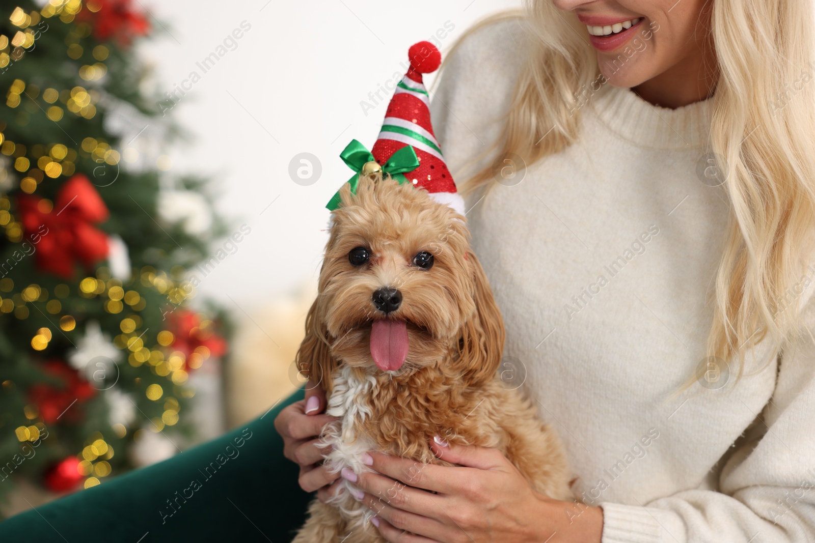 Photo of Woman with cute Maltipoo dog in room decorated for Christmas, closeup