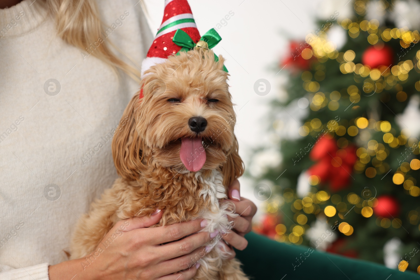 Photo of Woman with cute Maltipoo dog in room decorated for Christmas, closeup