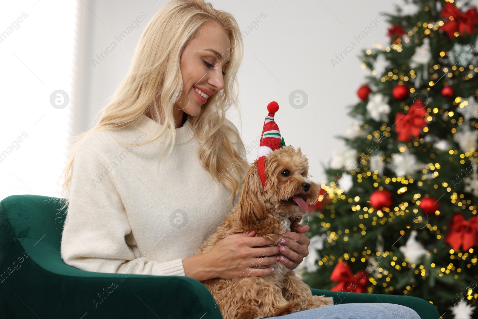 Photo of Woman with cute Maltipoo dog in room decorated for Christmas