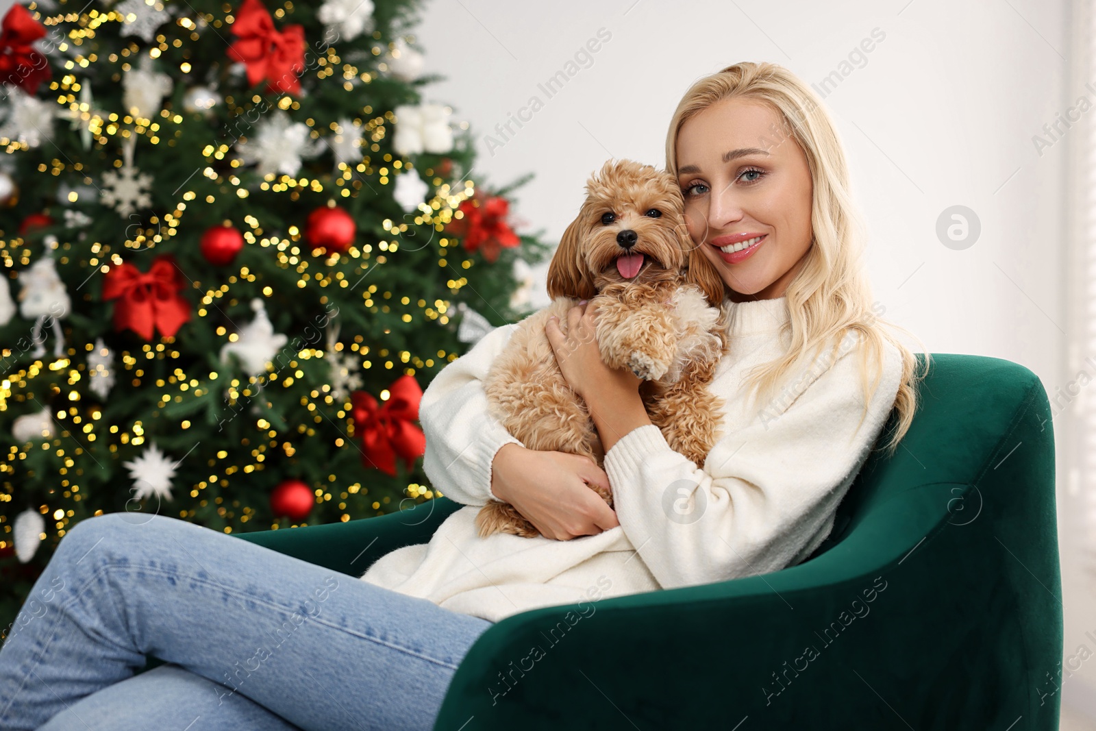 Photo of Woman with cute Maltipoo dog in room decorated for Christmas