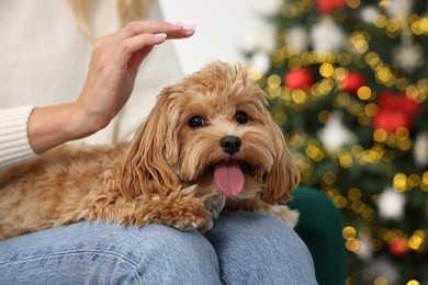 Woman with cute Maltipoo dog in room decorated for Christmas, closeup