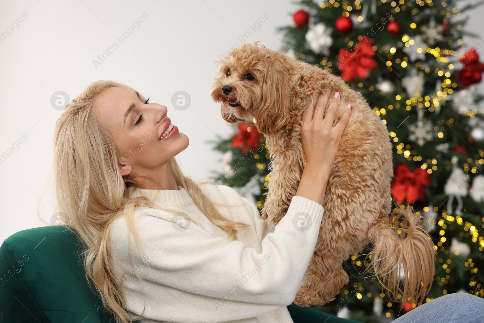 Photo of Woman with cute Maltipoo dog in room decorated for Christmas