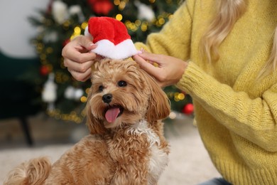 Photo of Woman with cute Maltipoo dog in room decorated for Christmas, closeup