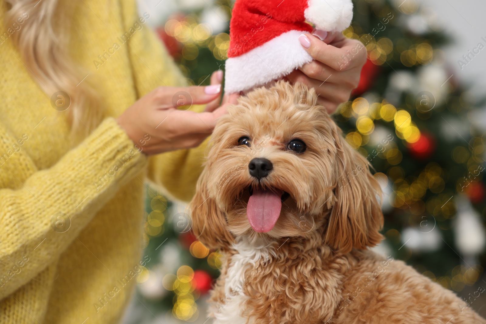 Photo of Woman with cute Maltipoo dog in room decorated for Christmas, closeup