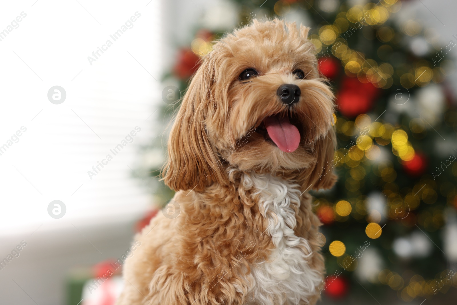 Photo of Cute Maltipoo dog in room decorated for Christmas