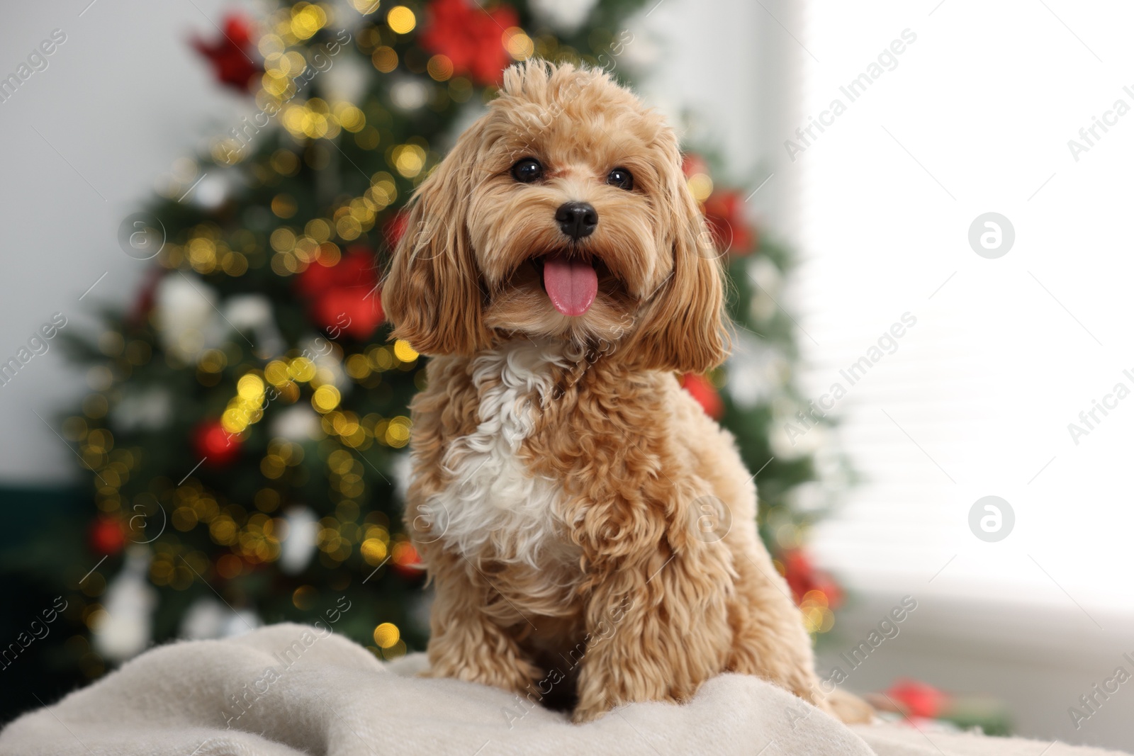 Photo of Cute Maltipoo dog on blanket in room decorated for Christmas