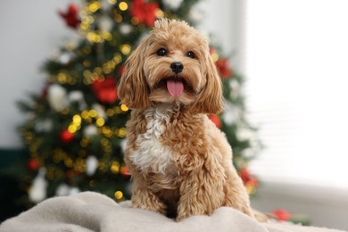 Photo of Cute Maltipoo dog on blanket in room decorated for Christmas