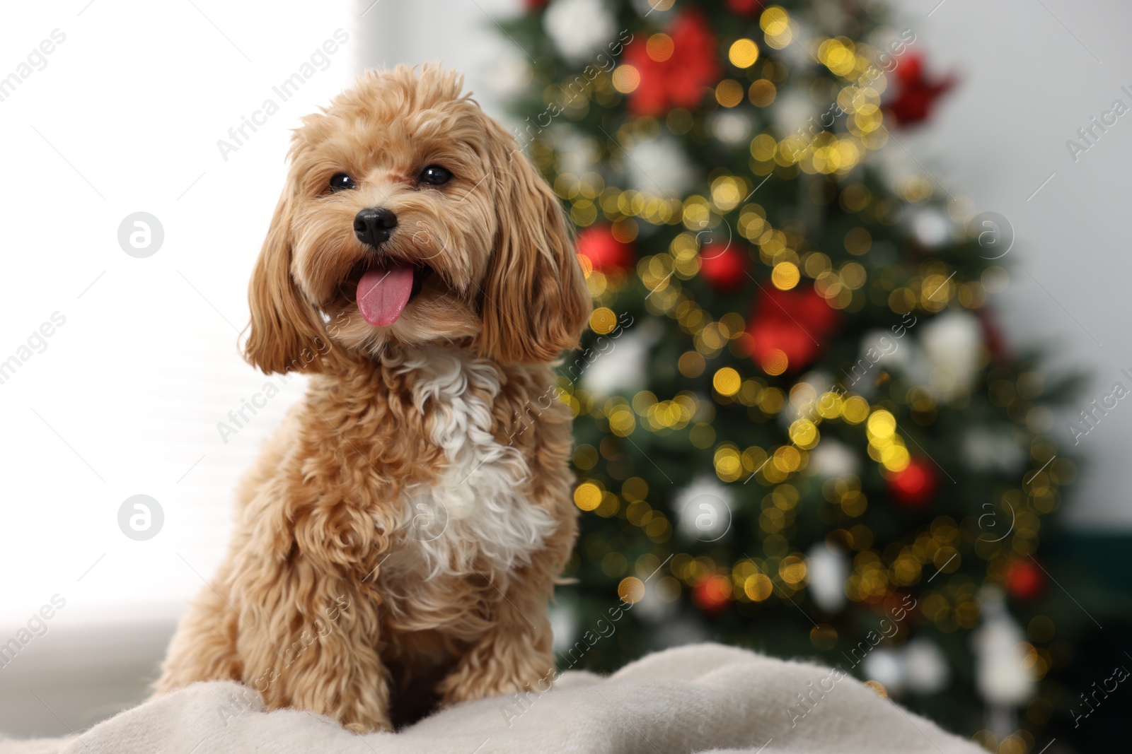 Photo of Cute Maltipoo dog on blanket in room decorated for Christmas, space for text