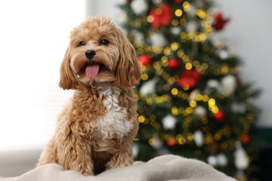 Photo of Cute Maltipoo dog on blanket in room decorated for Christmas, space for text