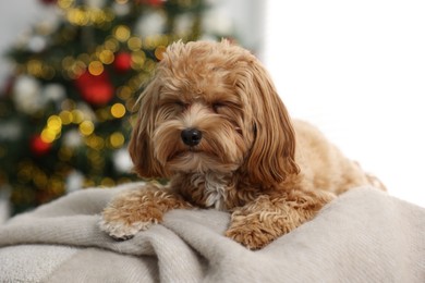 Photo of Cute Maltipoo dog on blanket in room decorated for Christmas