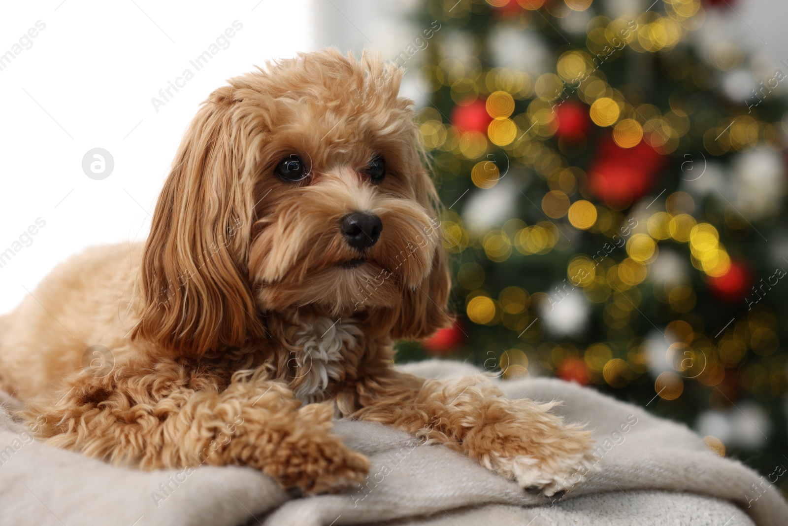 Photo of Cute Maltipoo dog on blanket in room decorated for Christmas