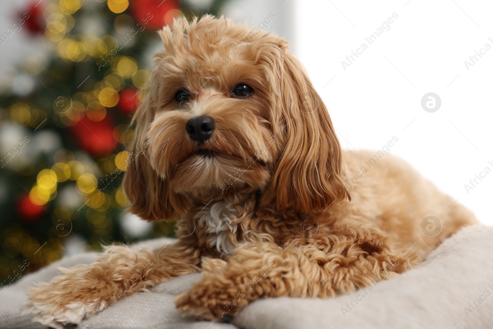 Photo of Cute Maltipoo dog on blanket in room decorated for Christmas