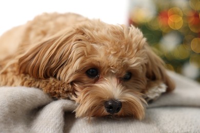 Photo of Cute Maltipoo dog on blanket at home