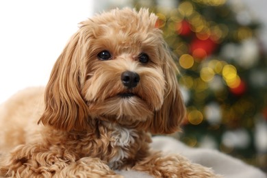 Photo of Cute Maltipoo dog in room decorated for Christmas