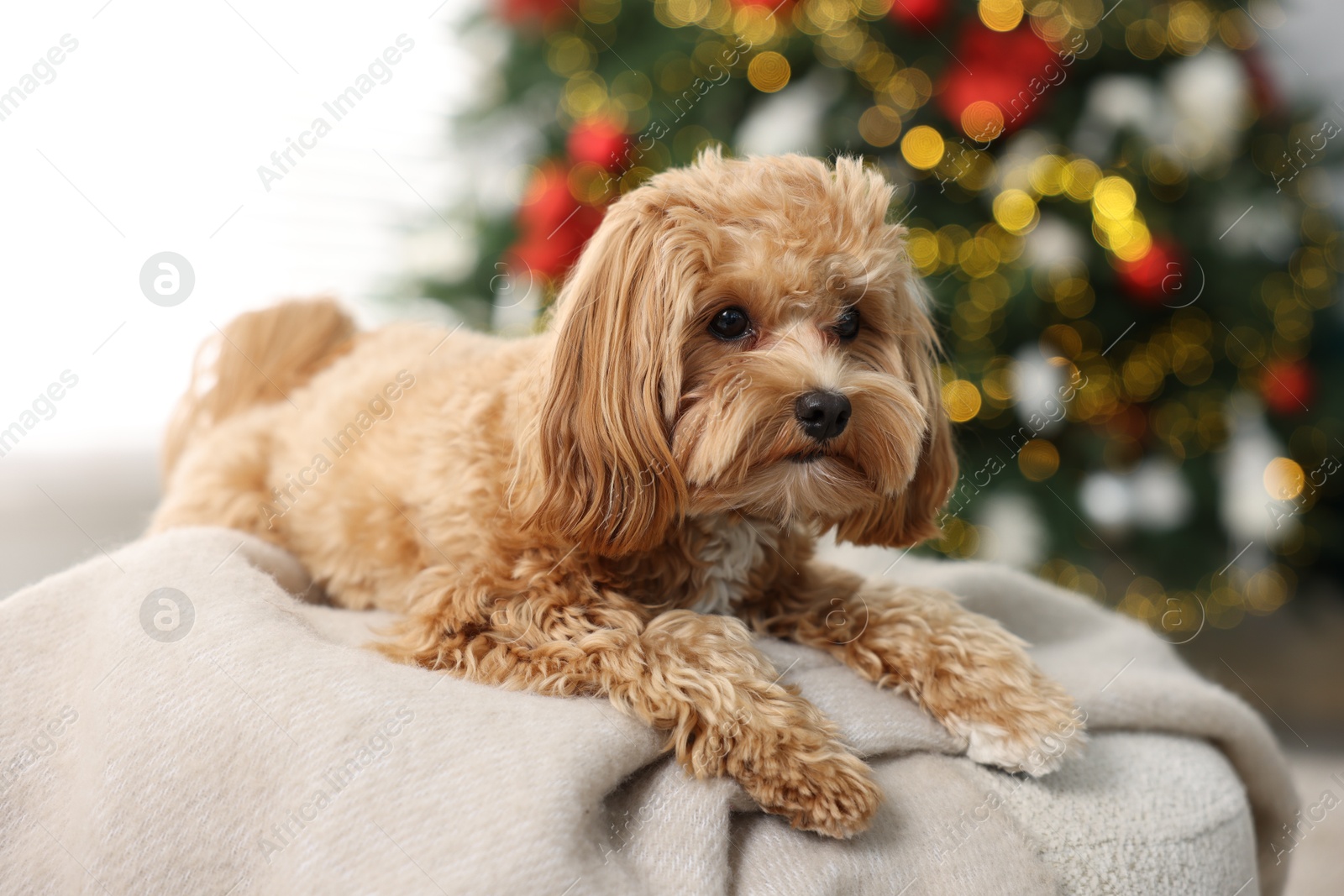 Photo of Cute Maltipoo dog on blanket in room decorated for Christmas