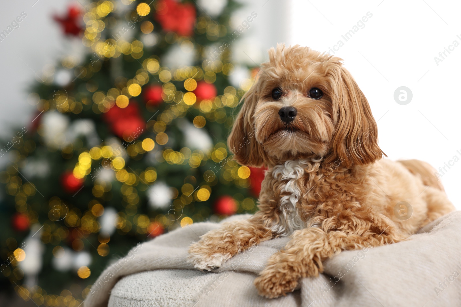 Photo of Cute Maltipoo dog on blanket in room decorated for Christmas