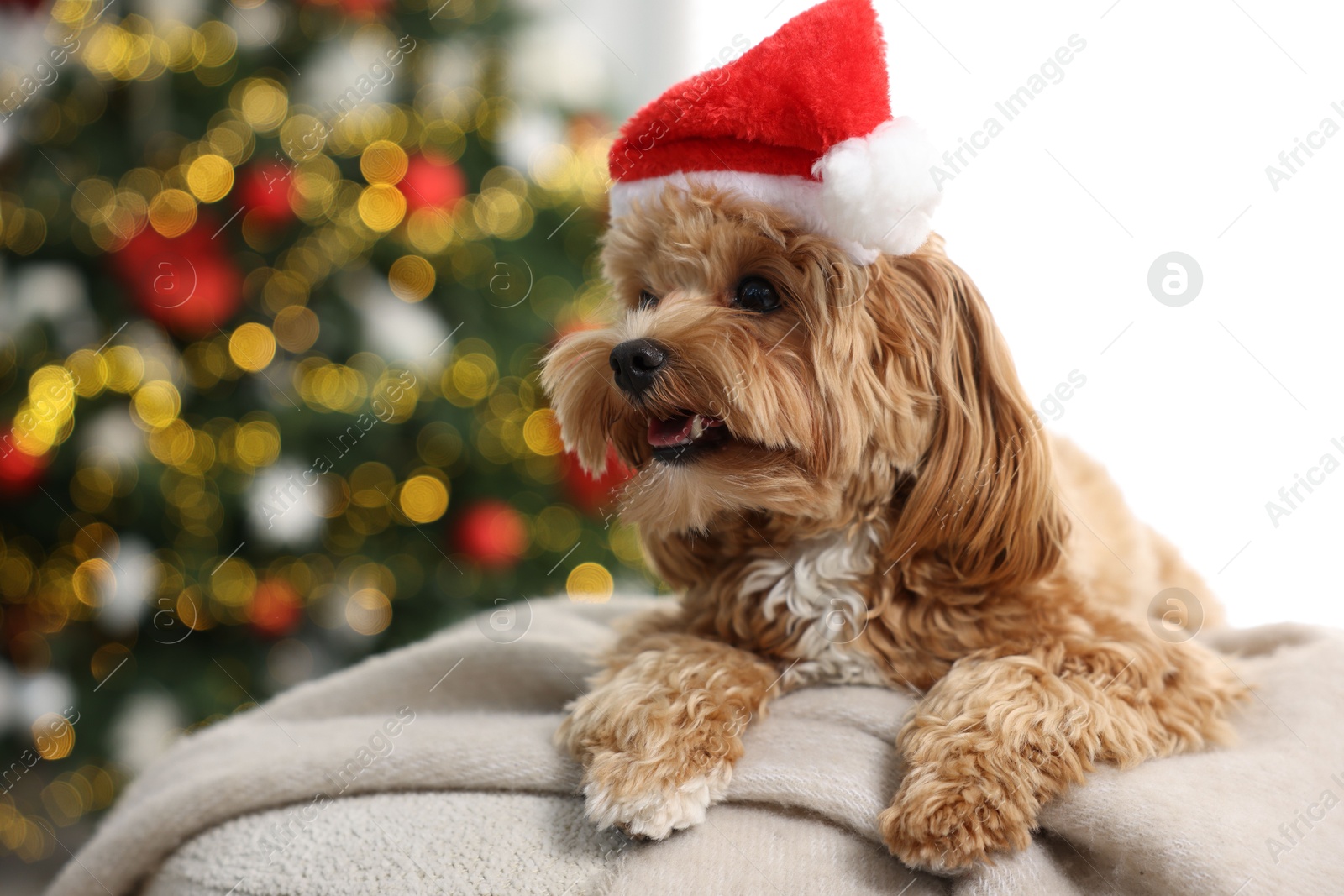 Photo of Cute Maltipoo dog with Santa hat on blanket indoors