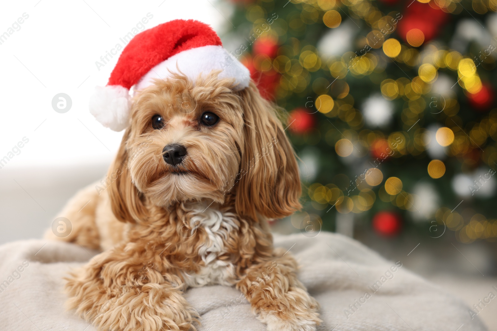 Photo of Cute Maltipoo dog with Santa hat on blanket indoors