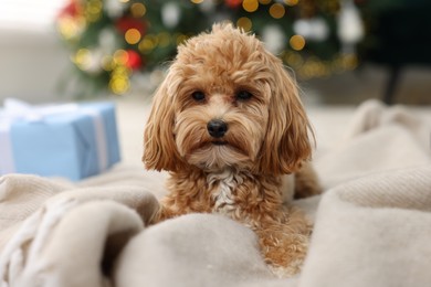 Photo of Cute Maltipoo dog on blanket in room decorated for Christmas