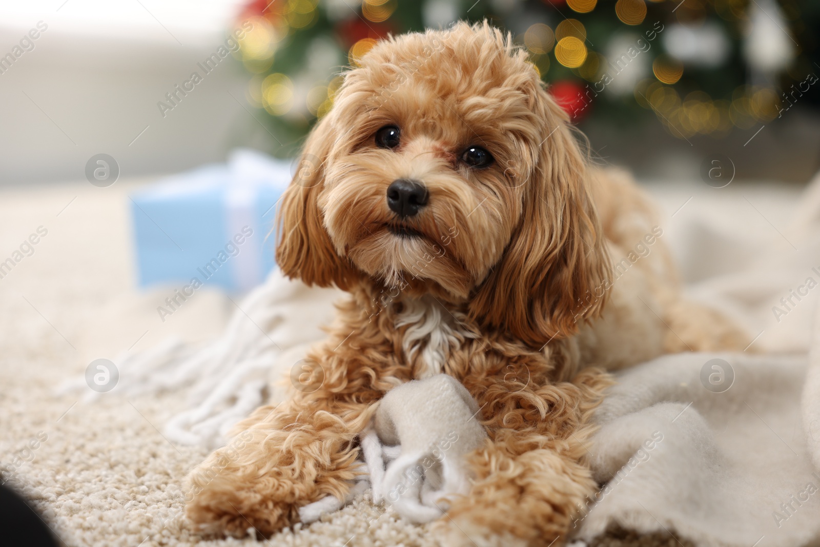 Photo of Cute Maltipoo dog on rug in room decorated for Christmas