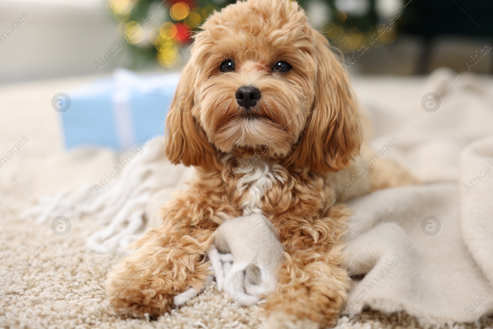 Photo of Cute Maltipoo dog on rug in room decorated for Christmas